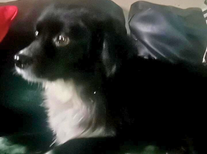 Negrito ya sabía que sería miembro de la familia