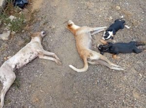 Consternación por el envenenamiento de perros en Coro