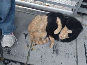 Rescatan a un perro y un gato explotados en TransMilenio