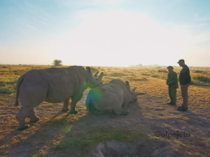 Rinocerontes blancos: entre la esperanza y la amenaza de desaparecer