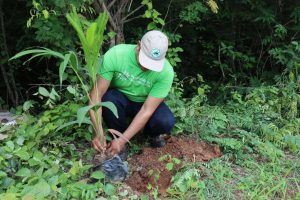 Sembradas en Anzoátegui 43.200 plantas con el plan de reforestación