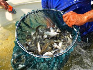 Sembraron 120 mil coporos en la represa Campilongo de Guárico