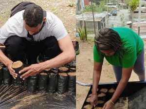 Vivero en El Recreo producirá 5.000 plantas