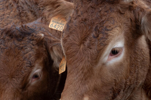 Luis Alejandro Sampayo Cabada