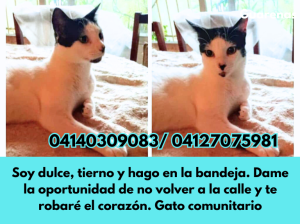 📌Cartelera de adopciones - Últimas Noticias