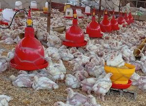 Comuneros progresan con cría de pollos