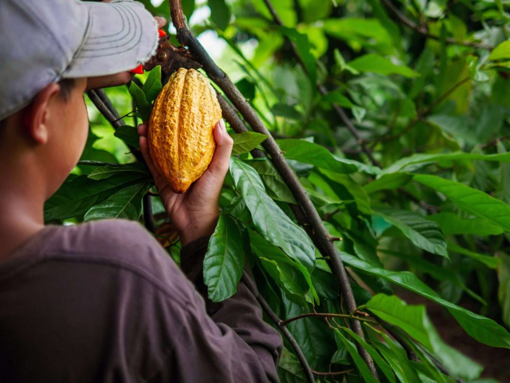 Conoce los pasos para hacer chocolate desde la semilla de cacao