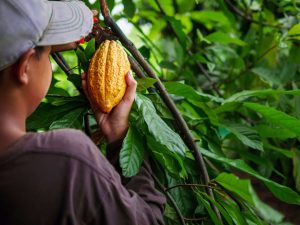 Conoce los pasos para hacer chocolate desde la semilla de cacao