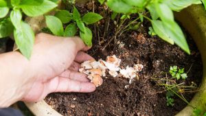 Insecticidas naturales - Últimas Noticias