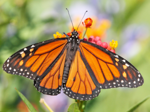 La mariposa que volvió a volar gracias a un trasplante de "ala"