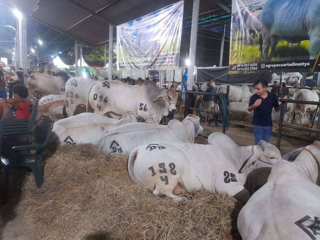 Más de un millón de reses vacunadas contra la fiebre aftosa en Barinas
