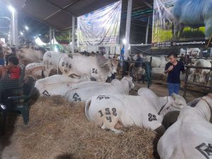 Más de un millón de reses vacunadas contra la fiebre aftosa en Barinas