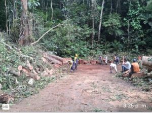 Retiran árbol caido en la vía hacia Choroní