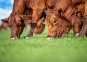 Luis Alejandro Sampayo Cabada
