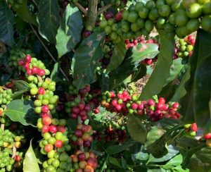 Jóvenes migran de la ciudad a las fincas cafeteras en busca de mejores ingresos