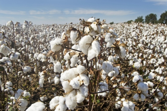 Empresarios del sector textil apuestan por la siembra y producción de algodón en Venezuela