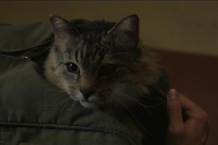 Ha regresado la Fiesta del Cine. Estas son 4 de las mejores películas en cartelera para tener una semana completa por poco dinero