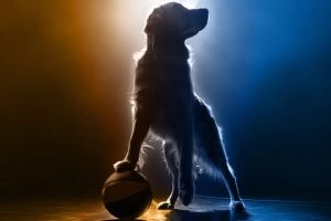 la increíble (e imposible) producción del reboot de 'Air Bud'