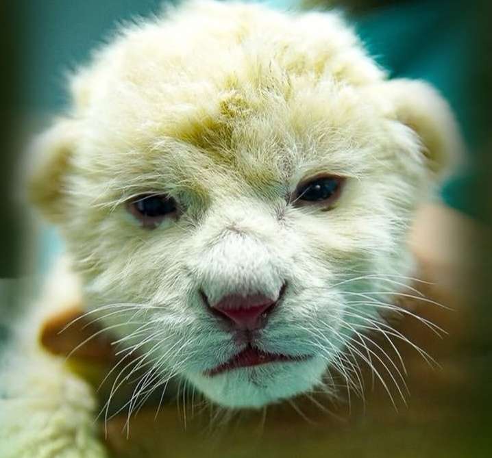 Anuncian nacimiento de dos cachorros de leones blancos en el Zoológico Las Delicias