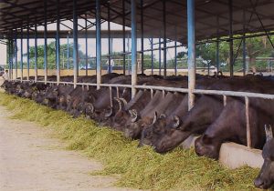 Apure prepara la 3.ª edición de la Feria del Búfalo