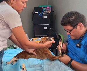 Atendidas gratuitamente 800 mascotas en el Zulia