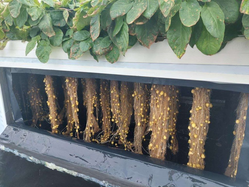 Cebisa: ciencia abierta para la alimentación