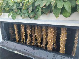 Cebisa: ciencia abierta para la alimentación