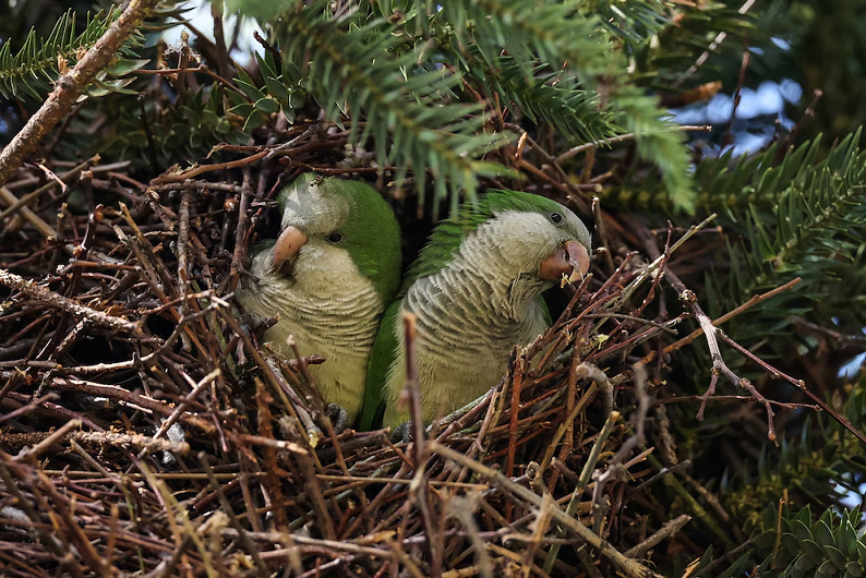 el sorprendente paralelismo con los humanos