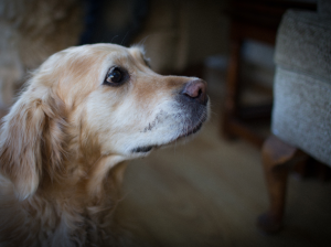 Cuidar a tu perro mayor: bienestar y salud en su edad dorada