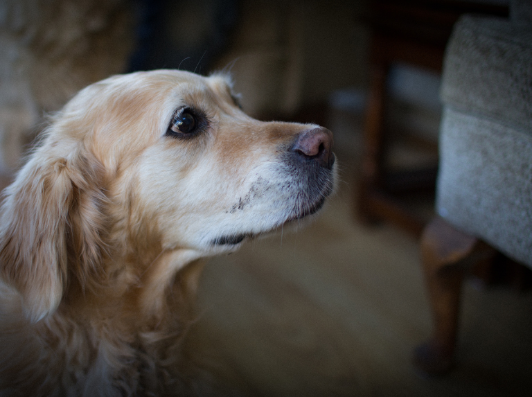 Cuidar a tu perro mayor: bienestar y salud en su edad dorada