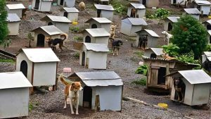 En Brasil 1.600 perros conviven en una “favela”