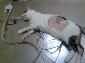 Esterilizaron 29 gatos sin hogar en Los Teques