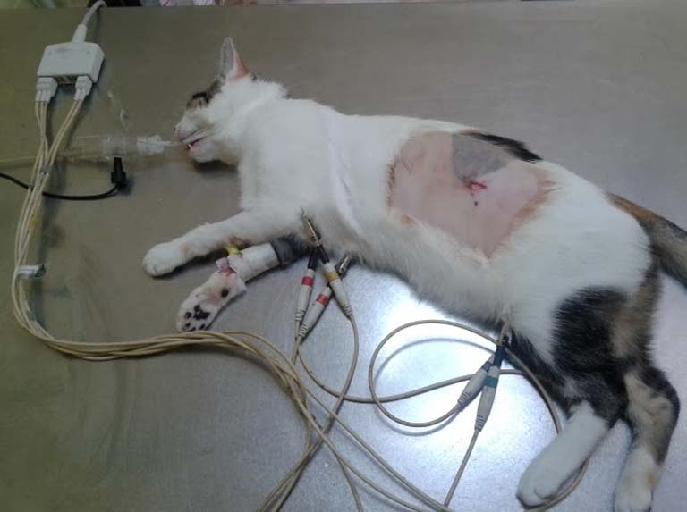 Esterilizaron 29 gatos sin hogar en Los Teques