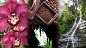 Expo Flor y Café Caripe 2025 vitrina para productores y el turismo local