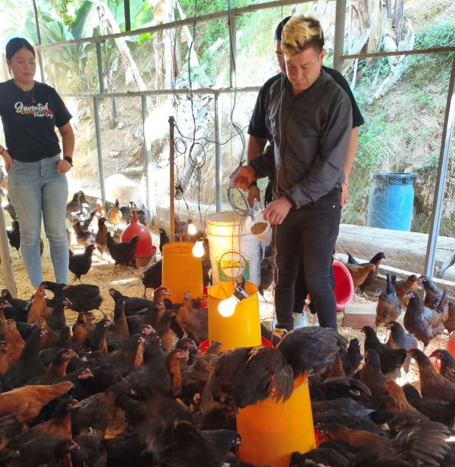 Jóvenes crían gallinas y cerdos en Parque Caiza