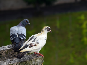 Palomas: las aliadas olvidadas de la historia humana