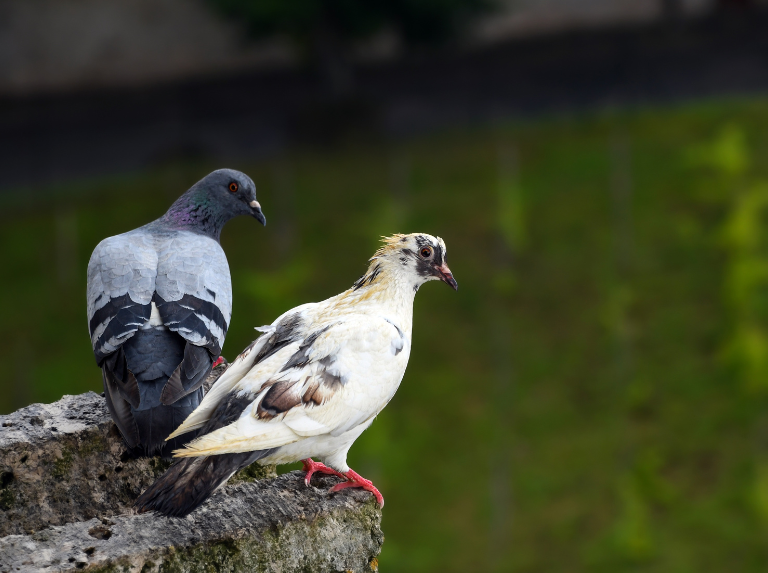Palomas: las aliadas olvidadas de la historia humana