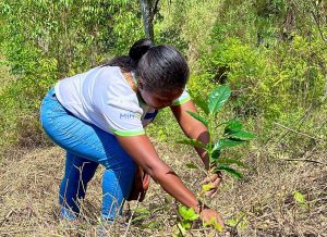 Plantan más de 32.000 especies en jornada nacional de reforestación