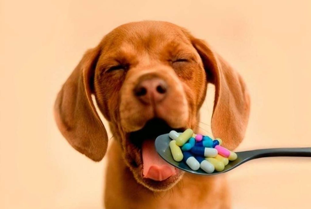 Prueban otro fármaco para alargar la vida de los canes