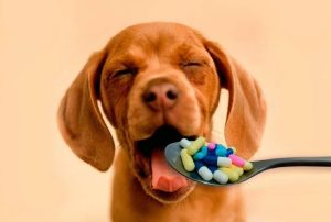 Prueban otro fármaco para alargar la vida de los canes