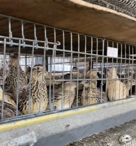 Yaracuy presentará proyecto de producción de codorniz en la FITVen 2025