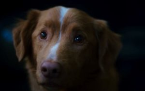 el terror con colmillo que conquista la taquilla mundial