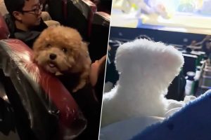 En China sí que saben pasárselo bien con 'Zootrópolis 2'. Sus cines se han llenado de mascotas