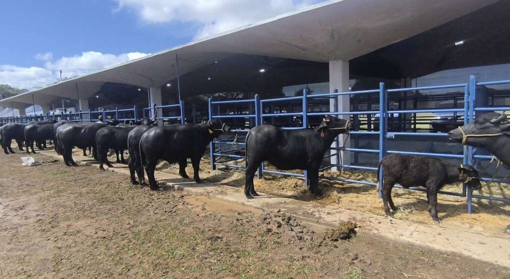 Apure se alza como capital mundial del búfalo con la Feria 2025