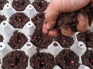 Celebran encuentro de viveristas y semilleristas