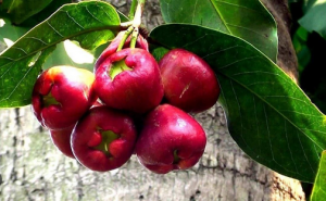 Conoce la pomalaca - Últimas Noticias