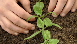 Cultivos para 2026 - Últimas Noticias