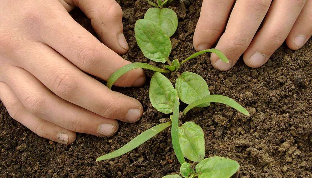 Cultivos para 2026 - Últimas Noticias