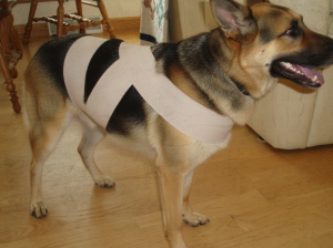 El Tellington TTouch: acompaña a tu mascota en tiempos de fuegos artificiales