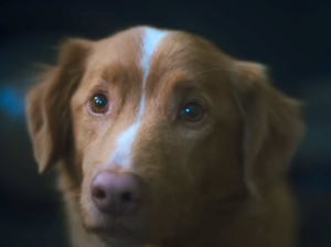 Indy, el perro que desafió a Hollywood y entró a la historia del cine de terror